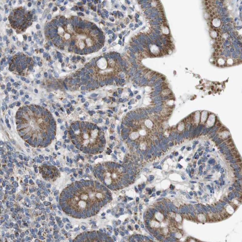 Staining of human small intestine shows moderate granular cytoplasmic positivity in glandular cells.