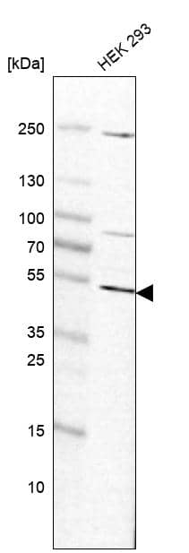 Analysis in human cell line HEK 293.