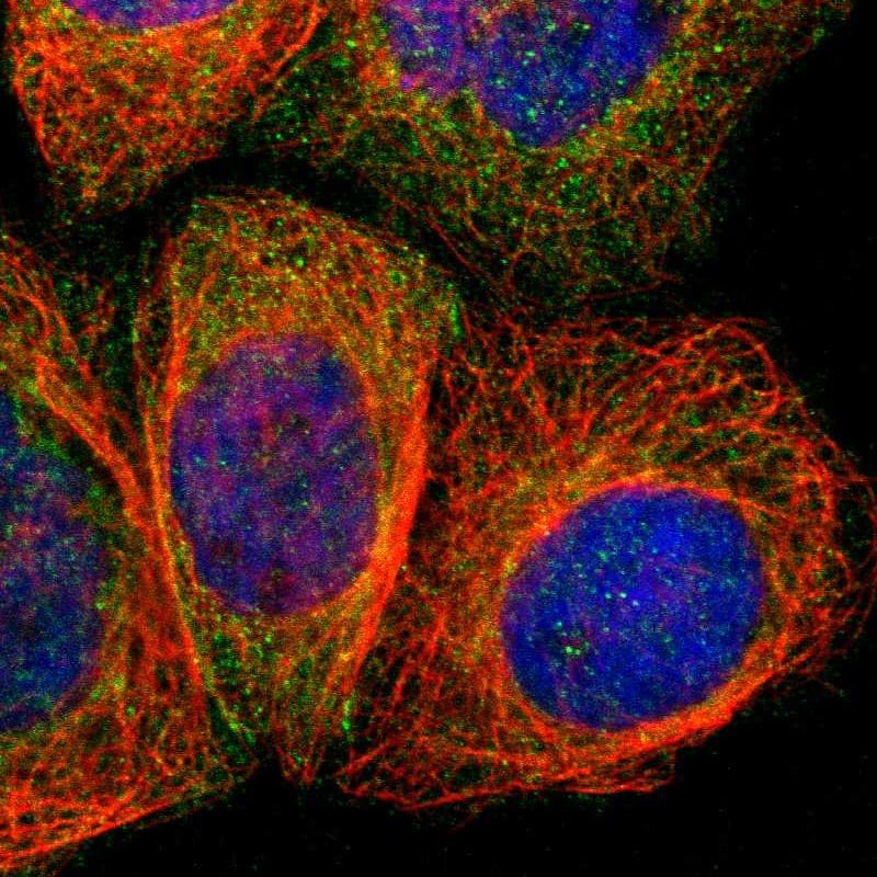 Immunocytochemistry/ Immunofluorescence Angiomotin like 1 Antibody - BSA Free