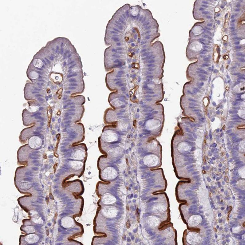 Staining of human small intestine shows strong positivity in apical membrane in glandular cells.
