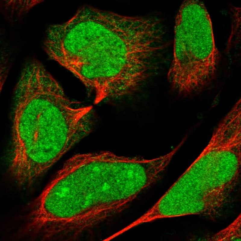 Staining of human cell line U-2 OS shows localization to nucleus, nucleoli & cytosol.