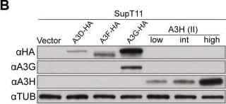 Western Blot: ARP10 Antibody [NBP1-91682] - Generation & validation of HIV-1 Vif separation-of-function molecular/viral probes.A) A schematic of the Vif protein encoded by each HIV-1 molecular clone showing amino acid differences responsible for the hyper- & hypo-Vif functionality relative to lab-Vif (HIV-1 IIIB/NL4-3) against stable A3H haplotype II. B) Immunoblots showing the expression levels of the indicated A3 proteins stably expressed in SupT11 cells. In this experiment untagged A3H is detected with the mouse monoclonal antibody P3A3-A10. C) HIV-1 spreading infection kinetics for the indicated viruses on A3-expressing SupT11 cells lines described in panel B. The hyper-, lab-, & hypo-Vif isolates spread with similar kinetics on cells expressing a control vector, A3D, A3F, or A3G, but showed clear phenotypic differences on cells expressing low, intermediate (int), & high levels of stable A3H haplotype II. Delta-Vif virus replication was evident in control vector expressing SupT11 cells, delayed in A3D expressing cells, & suppressed under all other conditions (some symbols eclipsed). Image collected & cropped by CiteAb from the following publication (//dx.plos.org/10.1371/journal.pgen.1004761), licensed under a CC-BY license. Not internally tested by Novus Biologicals.