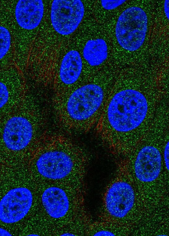 Immunocytochemistry/ Immunofluorescence Aspartyl Aminopeptidase Antibody - BSA Free