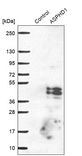 Analysis in control (vector only transfected HEK293T lysate) and ASPHD1 over-expression lysate (Co-expressed with a C-terminal myc-DDK tag (~3.1 kDa) in mammalian HEK293T cells).