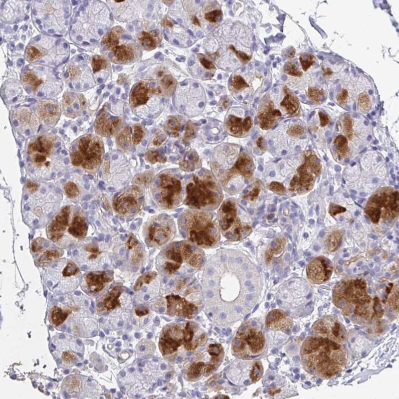 Staining of human salivary gland shows high expression.