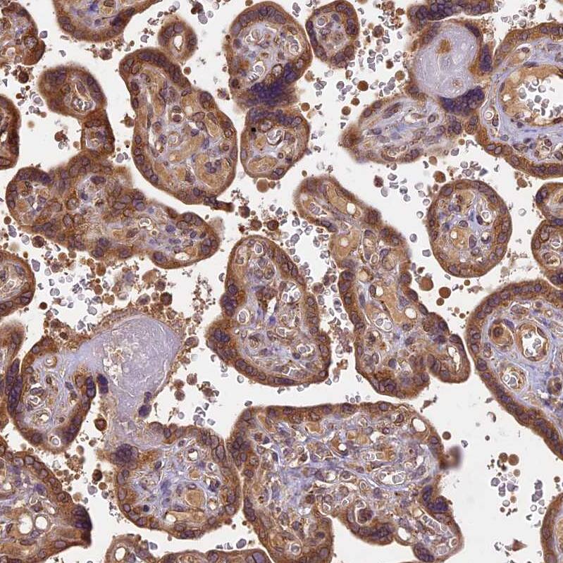 Staining of human placenta shows strong cytoplasmic positivity in trophoblastic cells.