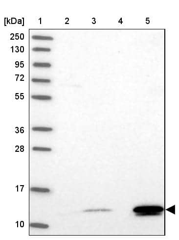 Western Blot BRP44L Antibody - BSA Free