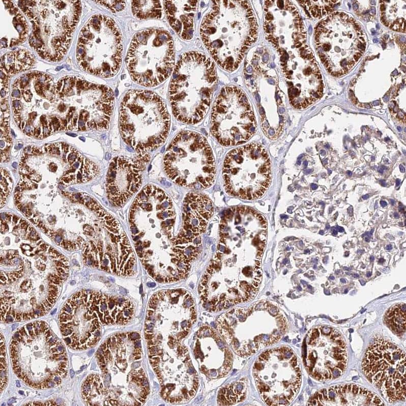 Staining of human kidney shows strong granular cytoplasmic positivity in cells in tubules.