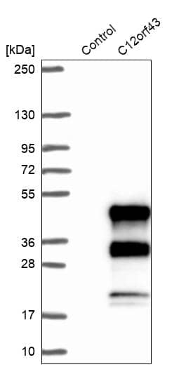 Analysis in control (vector only transfected HEK293T lysate) and C12orf43 over-expression lysate (Co-expressed with a C-terminal myc-DDK tag (~3.1 kDa) in mammalian HEK293T cells).