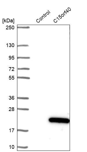 Analysis in control (vector only transfected HEK293T lysate) and C15orf40 over-expression lysate (Co-expressed with a C-terminal myc-DDK tag (~3.1 kDa) in mammalian HEK293T cells).