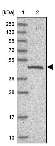 Western Blot C19orf47 Antibody - BSA Free