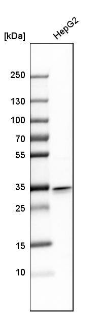 Analysis in human cell line HepG2.