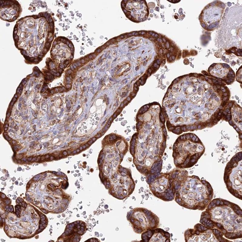 Staining of human placenta shows strong cytoplasmic positivity in trophoblastic cells.