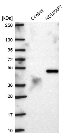 Analysis in control (vector only transfected HEK293T lysate) and NDUFAF7 over-expression lysate (Co-expressed with a C-terminal myc-DDK tag (~3.1 kDa) in mammalian HEK293T cells).