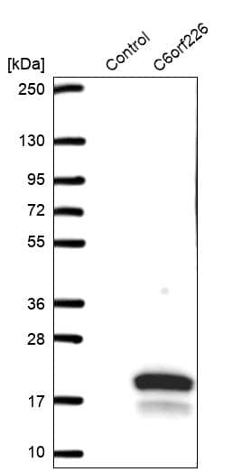 Analysis in control (vector only transfected HEK293T lysate) and C6orf226 over-expression lysate (Co-expressed with a C-terminal myc-DDK tag (~3.1 kDa) in mammalian HEK293T cells).
