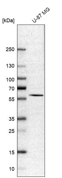 Analysis in human cell line U-87 MG.