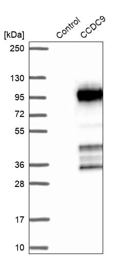 Analysis in control (vector only transfected HEK293T lysate) and CCDC9 over-expression lysate (Co-expressed with a C-terminal myc-DDK tag (~3.1 kDa) in mammalian HEK293T cells).