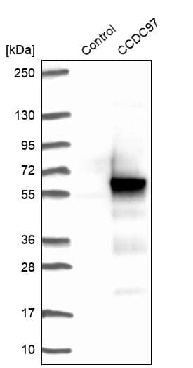 Analysis in control (vector only transfected HEK293T lysate) and CCDC97 over-expression lysate (Co-expressed with a C-terminal myc-DDK tag (~3.1 kDa) in mammalian HEK293T cells).