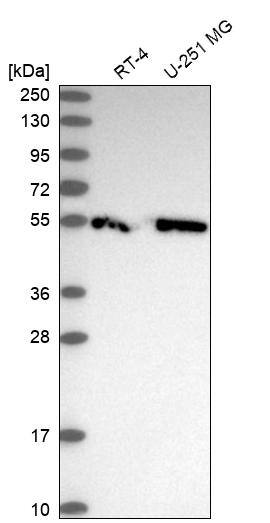 Analysis in human cell line RT-4 and human cell line U-251 MG.