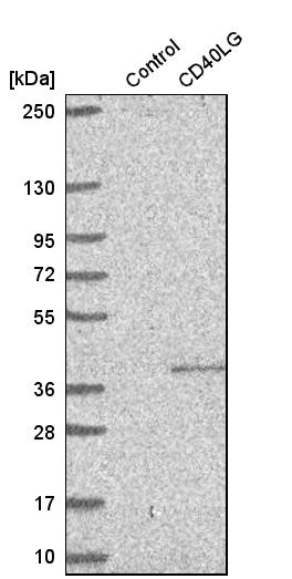 Analysis in control (vector only transfected HEK293T lysate) and cD40LG over-expression lysate (Co-expressed with a C-terminal myc-DDK tag (~3.1 kDa) in mammalian HEK293T cells).