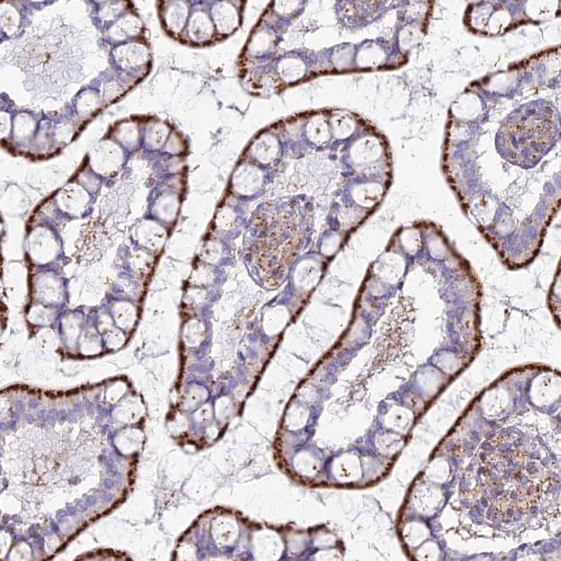 Immunohistochemistry-Paraffin CHMP4B Antibody - BSA Free