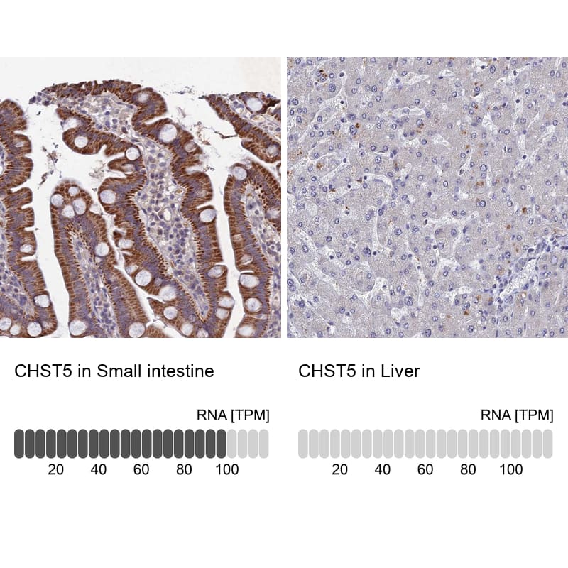 <b>Orthogonal Strategies Validation. </b>Analysis in human small intestine and liver tissues using Anti-CHST5 antibody. Corresponding CHST5 RNA-seq data are presented for the same tissues.