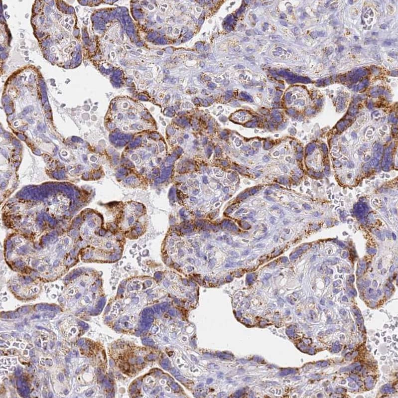 Staining of human placenta shows strong cytoplasmic granular positivity in trophoblastic cells.