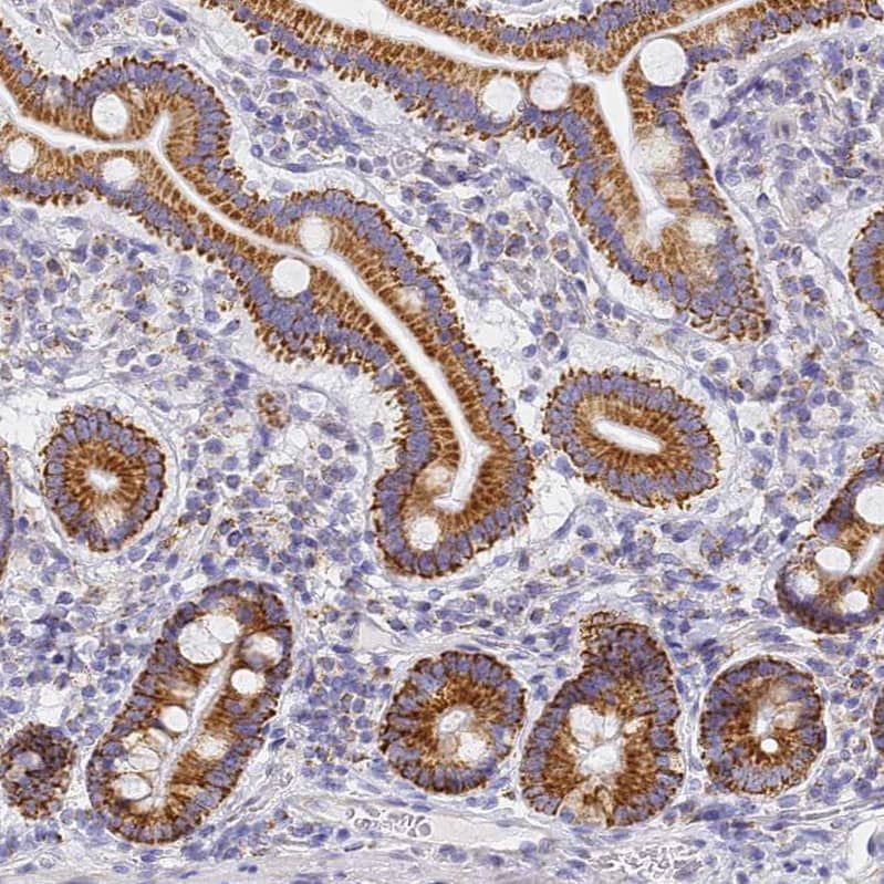 Immunohistochemistry CNIH4 Antibody - BSA Free