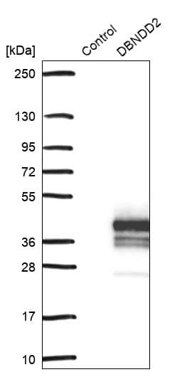 Western Blot DBNDD2 Antibody - BSA Free