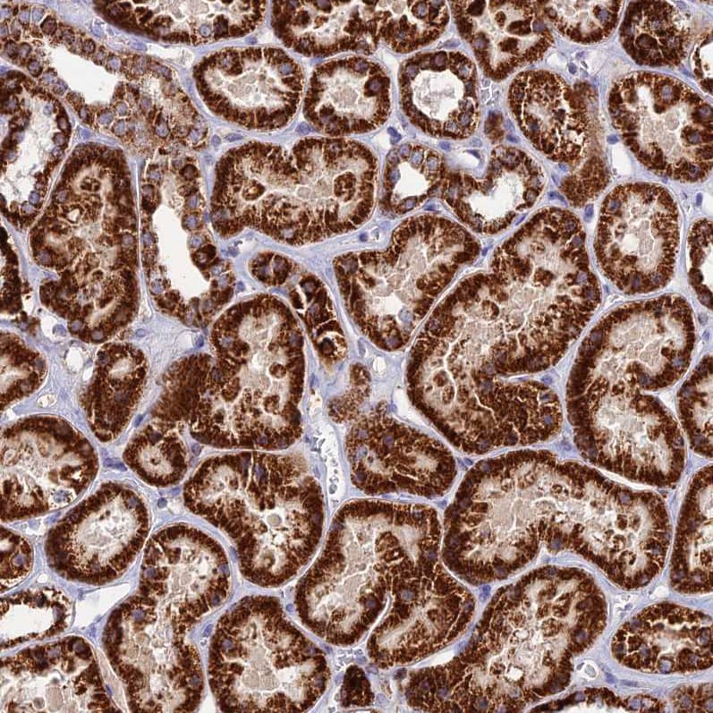 Staining of human kidney shows strong granular cytoplasmic positivity in cells in tubules.