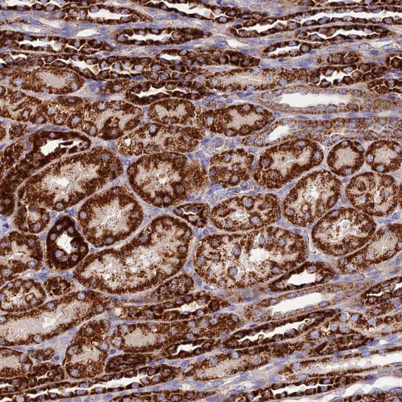 Staining of human kidney shows strong granular cytoplasmic positivity in cells in tubules.
