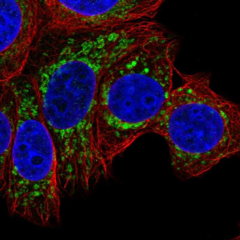 Staining of human cell line MCF7 shows localization to mitochondria.