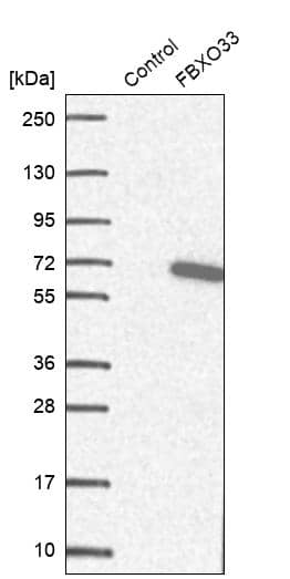 Analysis in control (vector only transfected HEK293T lysate) and FBXO33 over-expression lysate (Co-expressed with a C-terminal myc-DDK tag (~3.1 kDa) in mammalian HEK293T cells).
