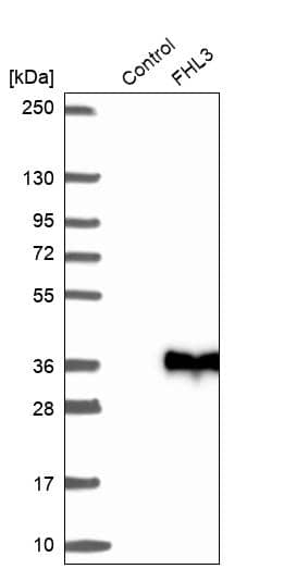Western Blot FHL3 Antibody - BSA Free