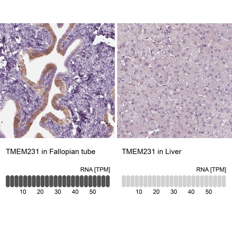 Analysis in human fallopian tube and liver tissues. Corresponding RNA-seq data are presented for the same tissues.
