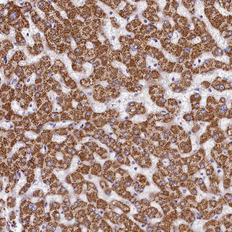 Staining of human liver shows moderate granular cytoplasmic positivity in hepatocytes.