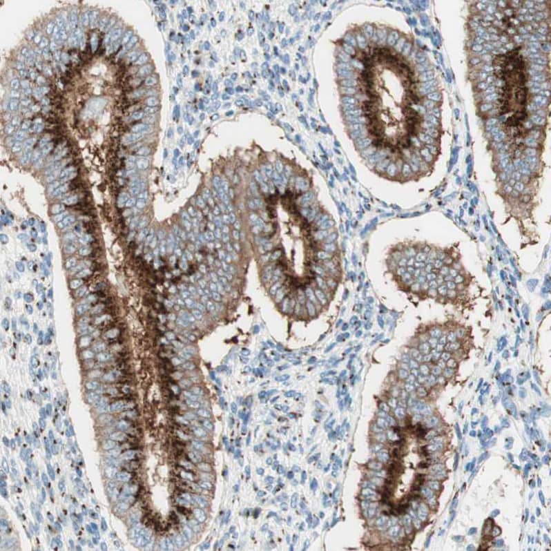 Staining of human endometrium shows strong positivity in Golgi apparatus in glandular cells.
