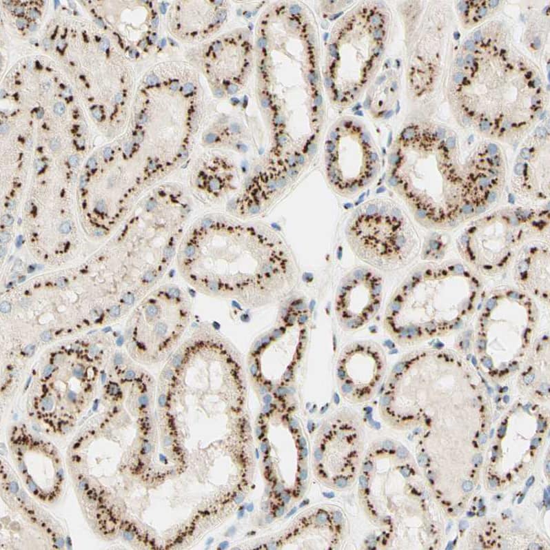 Staining of human kidney shows strong positivity in Golgi apparatus in cells in tubules.