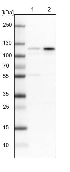 Western Blot Glutamate Receptor 6 Antibody - BSA Free