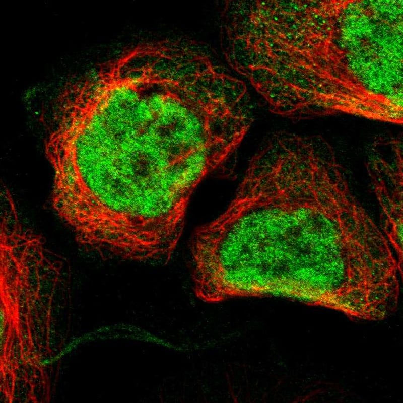 Immunocytochemistry/ Immunofluorescence GM632 Antibody - BSA Free