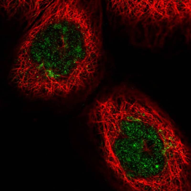 Immunocytochemistry/ Immunofluorescence GOLGA3 Antibody - BSA Free