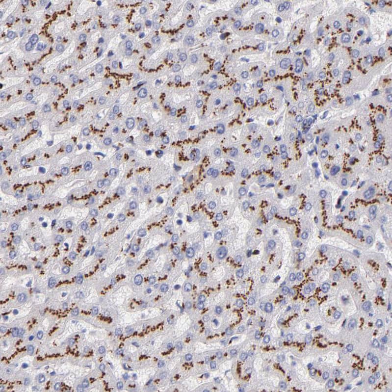 Immunohistochemistry GOLPH4 Antibody - BSA Free