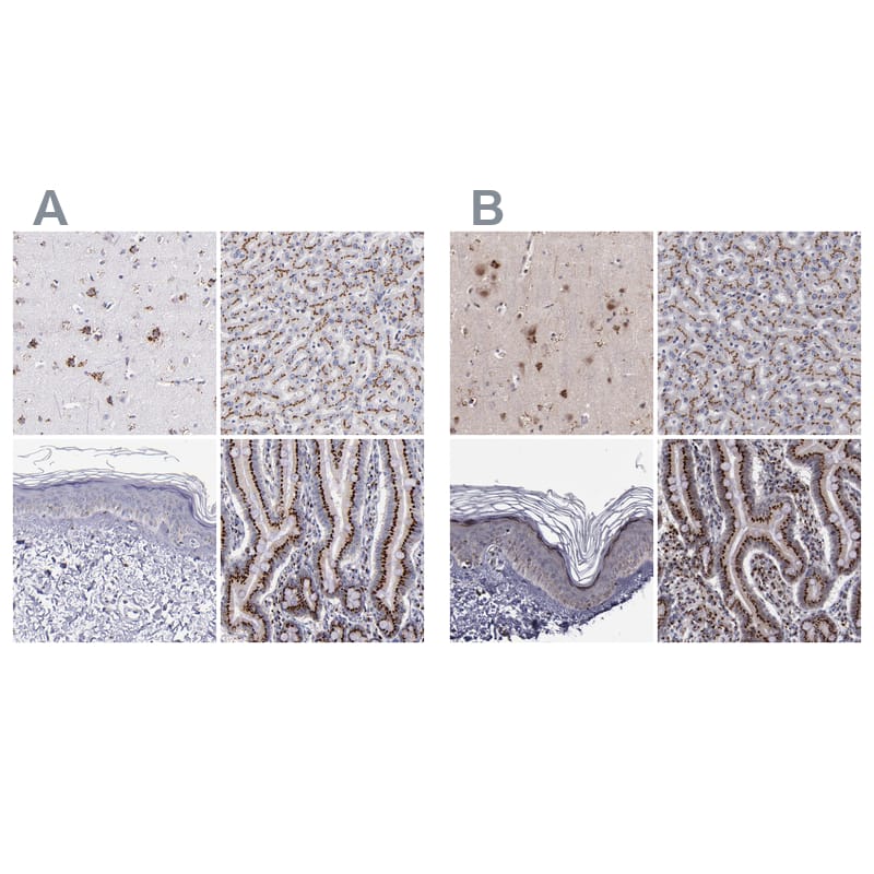 Immunohistochemistry GOLPH4 Antibody - BSA Free