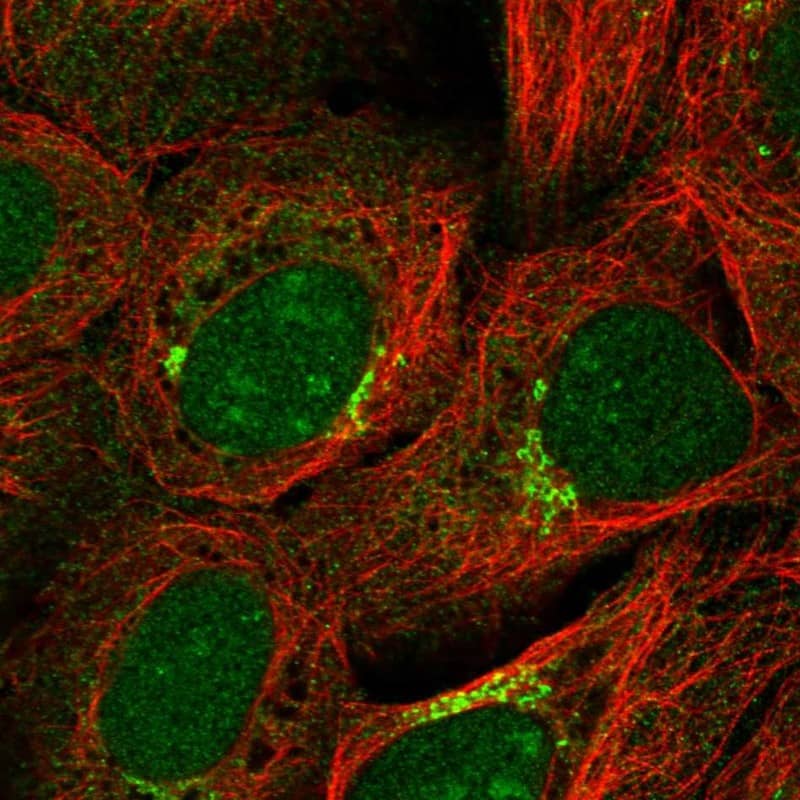 Staining of human cell line U-2 OS shows localization to nucleus, nucleoli & the Golgi apparatus.