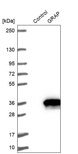Analysis in control (vector only transfected HEK293T lysate) and GRAP over-expression lysate (Co-expressed with a C-terminal myc-DDK tag (~3.1 kDa) in mammalian HEK293T cells).
