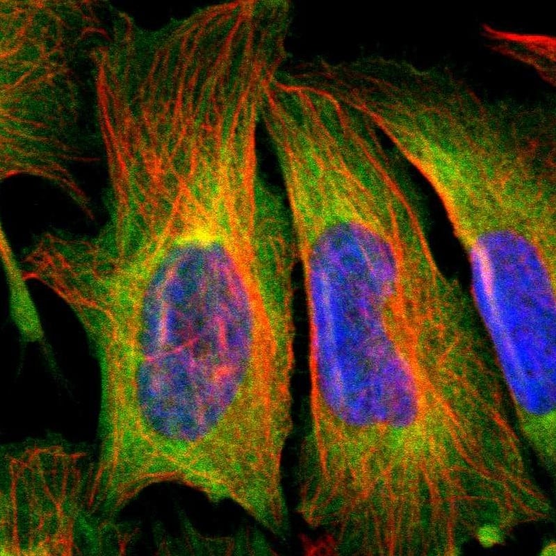 Staining of human cell line U-2 OS shows localization to plasma membrane, cytosol & actin filaments.
