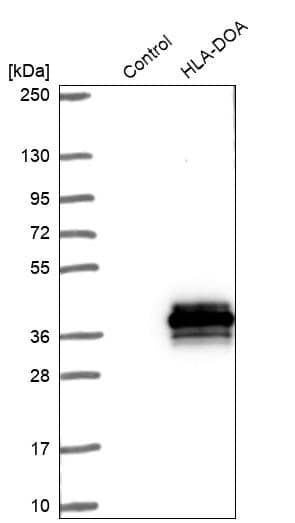 Analysis in control (vector only transfected HEK293T lysate) and HLA-DOA over-expression lysate (Co-expressed with a C-terminal myc-DDK tag (~3.1 kDa) in mammalian HEK293T cells).