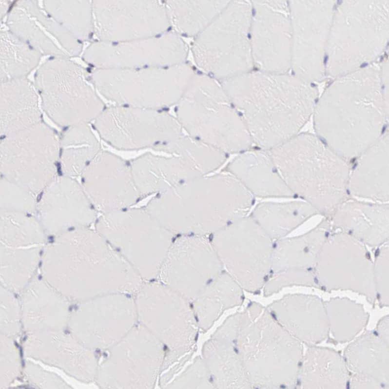 Immunohistochemistry HMG2L1 Antibody - BSA Free