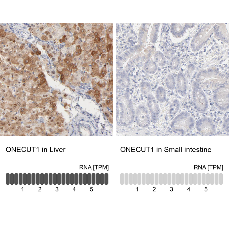 <b>Orthogonal Strategies Validation. </b>Analysis in human liver and small intestine tissues using Anti-ONECUT1 antibody. Corresponding ONECUT1 RNA-seq data are presented for the same tissues.