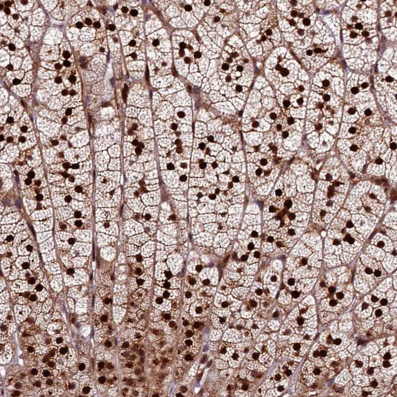 Immunohistochemistry-Paraffin HPSC152 Antibody - BSA Free